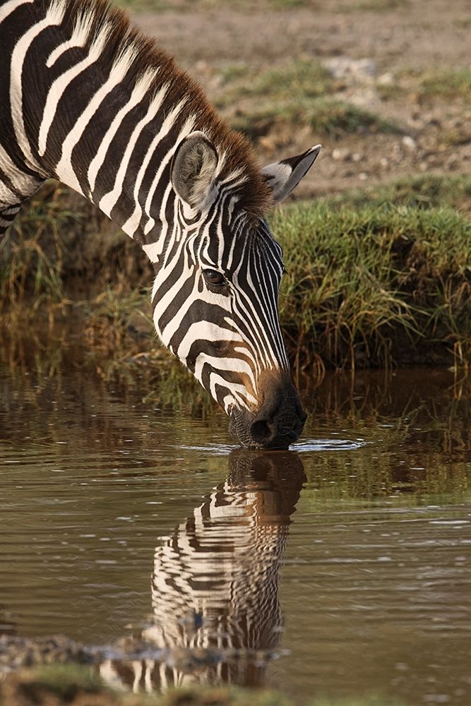 Burchells Zebra drinking and reflection in pool of water, Serengeti National Park-Tanzania art print by Adam Jones for $57.95 CAD